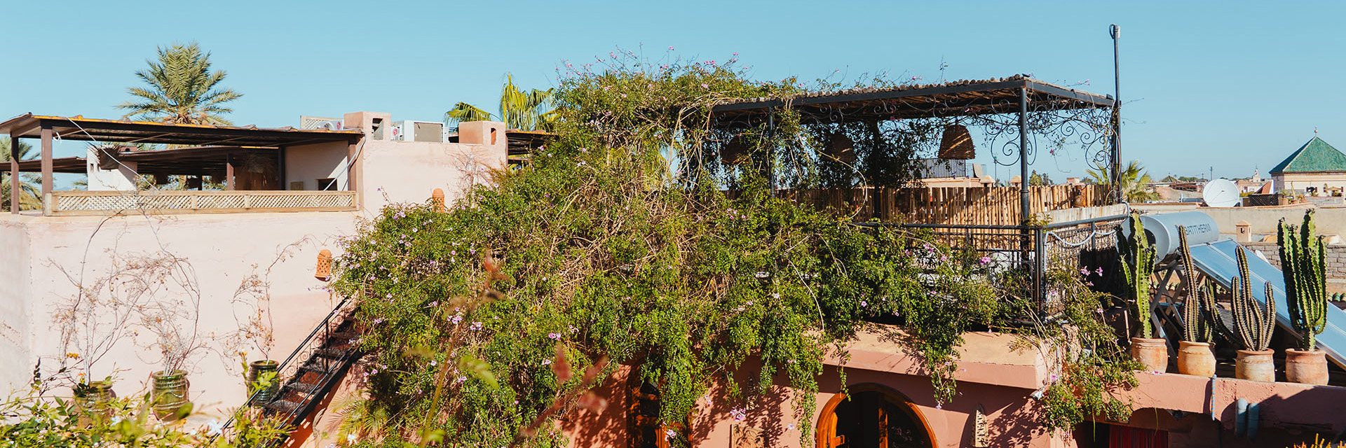 chameleon export 65 recovered